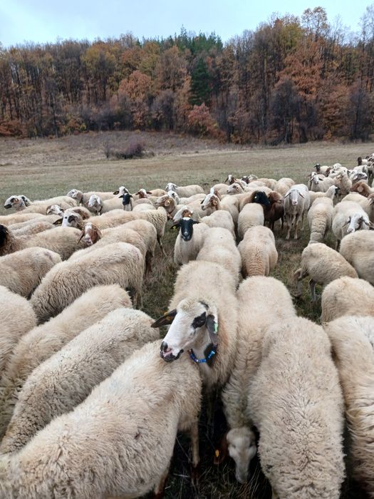 Продавам овце Аваси и Асаф