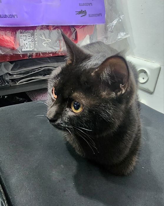 Самарканд. Домашняя кошечка