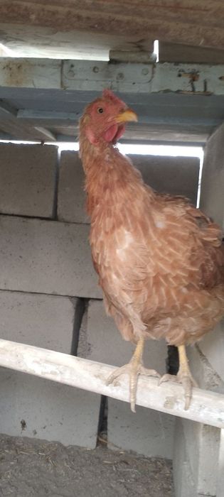 3 tovuq  8 dona jujalar    Jami 11 dona    3 donasi birama