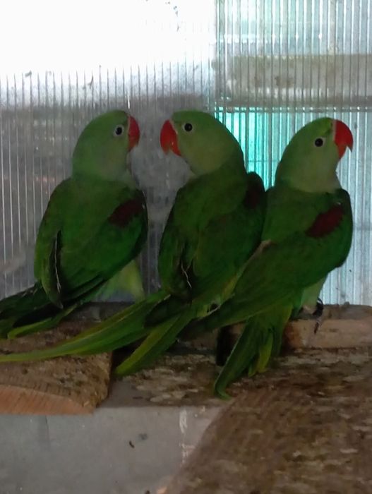 Papagali vorbitori blanzi