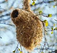 Құрқылтайдың ұясы куркултай уясы гнездо ремеза