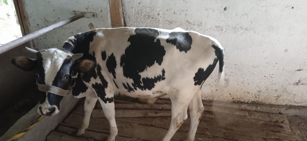 Новос сотилади келишамиз