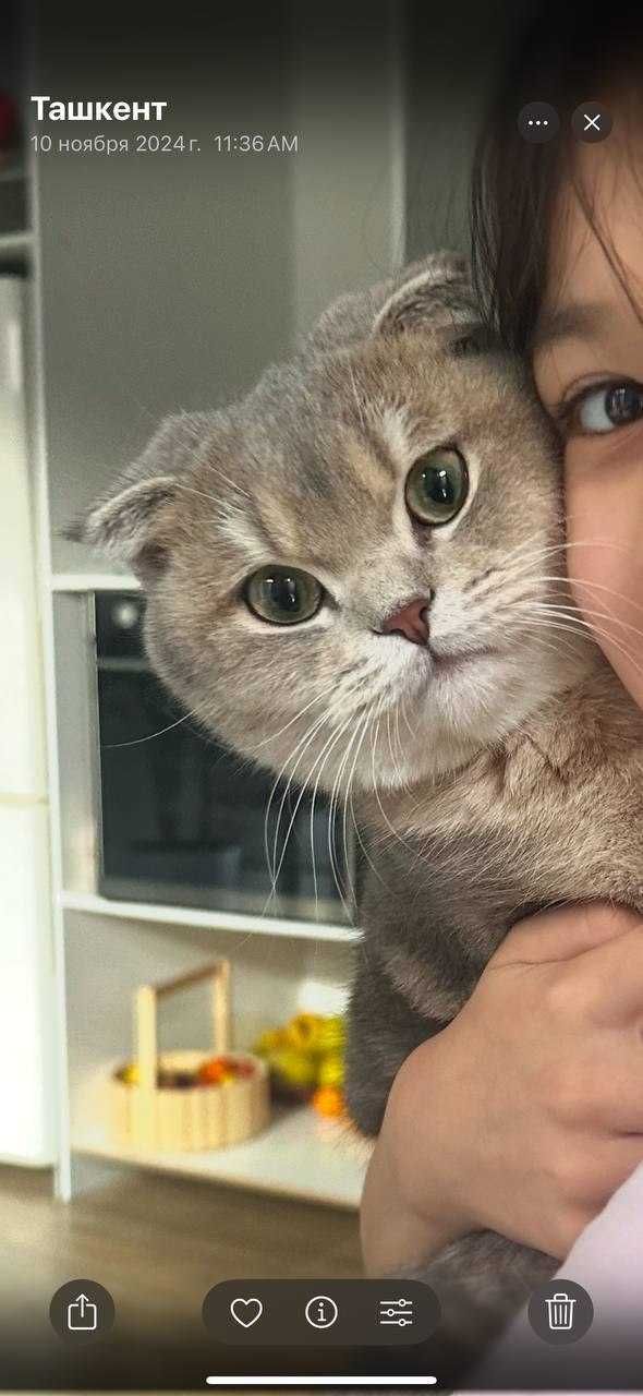 Вязка кота. Не продается/ Juftlashish uchun mushuk. Sotilmaydi