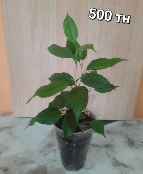 Продам комнатные цветы