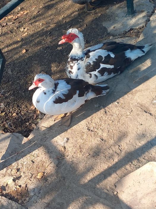 Продаю уток пара.