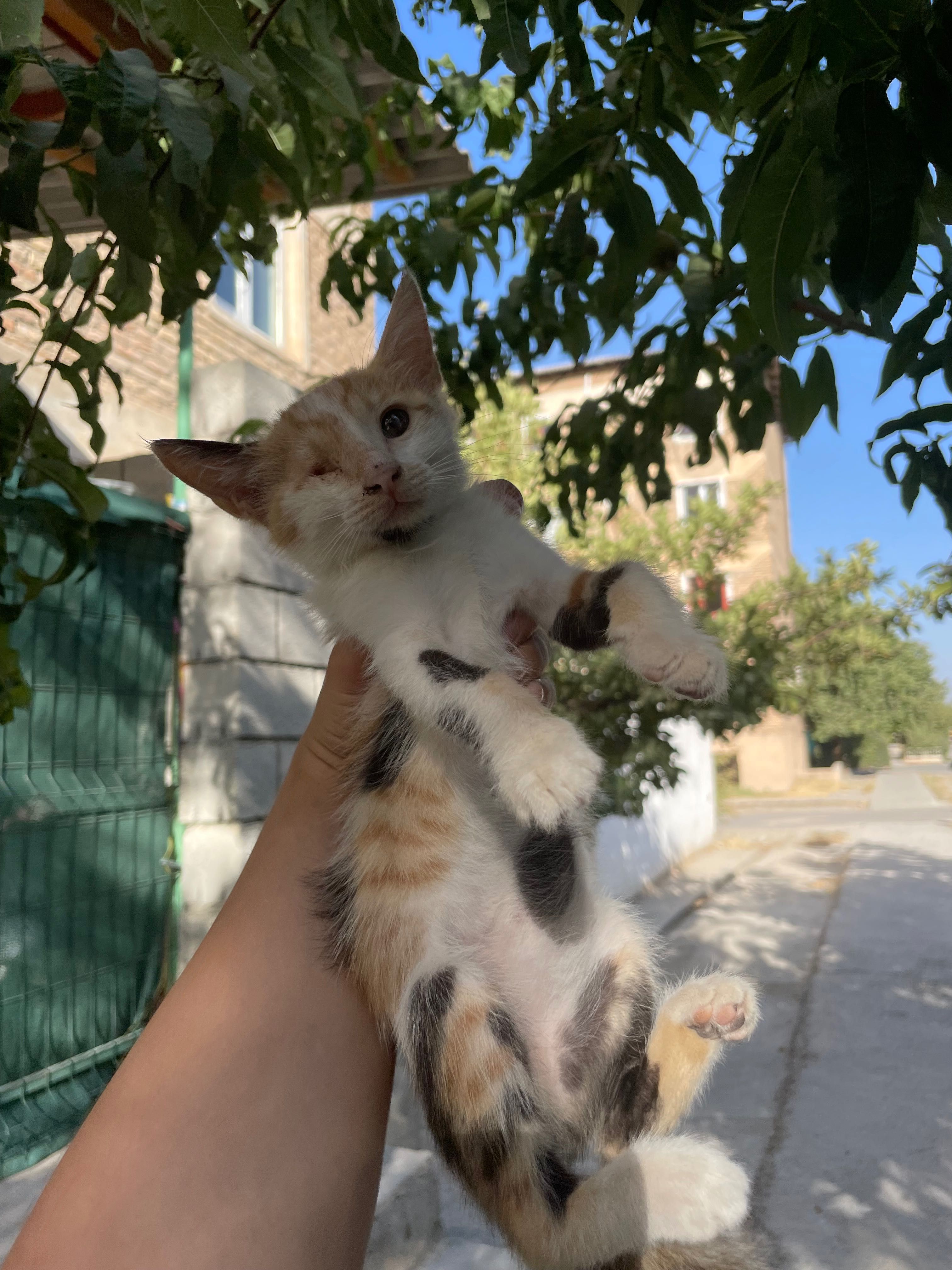 Мушук болалари ( котята )
