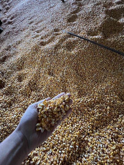 Porumb, productie 2025