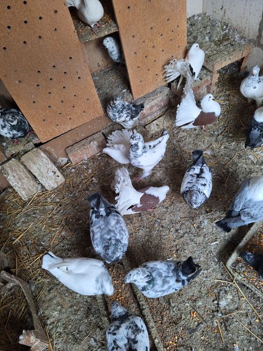 Vand porumbei strasseri.kingi voltati