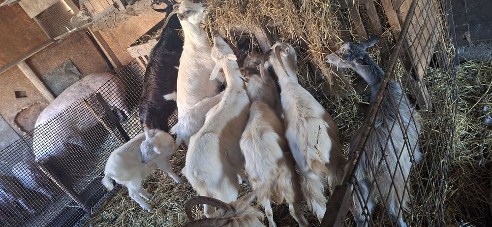 Vând capre gestație