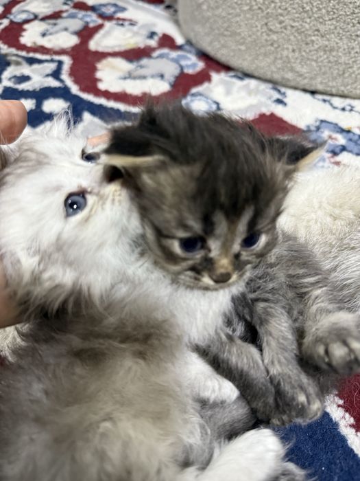 Британская шиншилла.Кошка с двумя котятами.