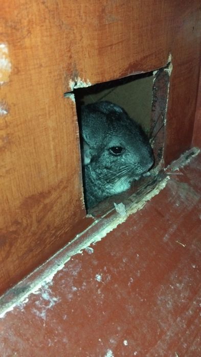 Chinchilla/șinșila