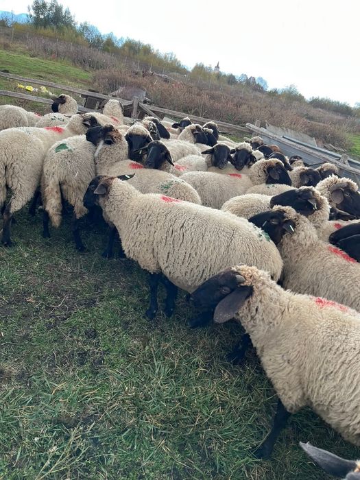 Oi gestante , montate cu suffolk