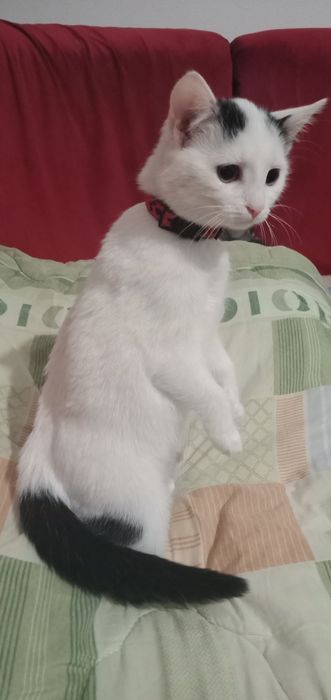 Donez pisicuta, fetita