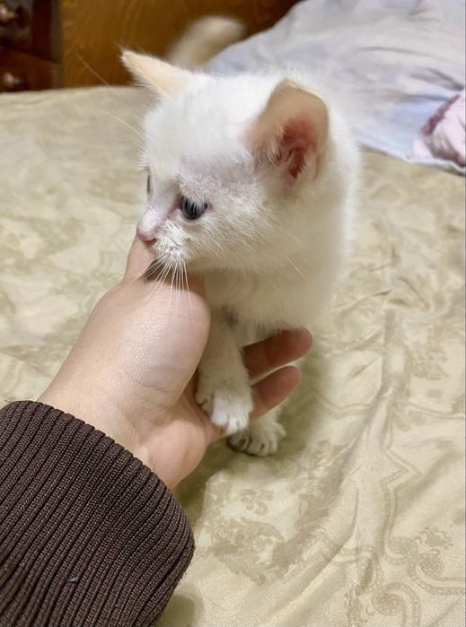 Отдам котёнка в добрые руки