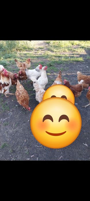 Продам петухов 11 месяц