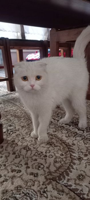 Продам Кошку  7 месяцев