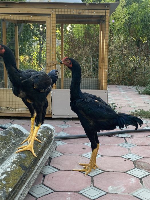 Дакан  хўрозлар 2та, 1 макиен январьский