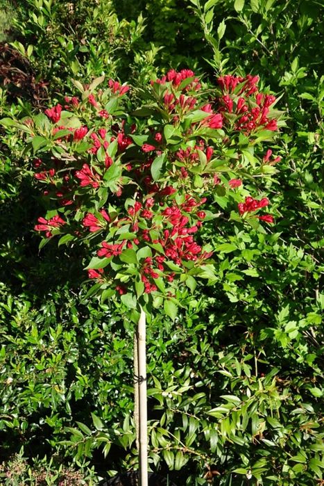 Weigela All Summer Monet Tip Copac