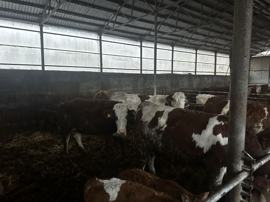 Vand junici si vaci baltata romaneasca !