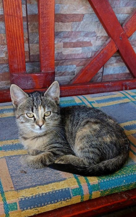 Donez pui de pisică