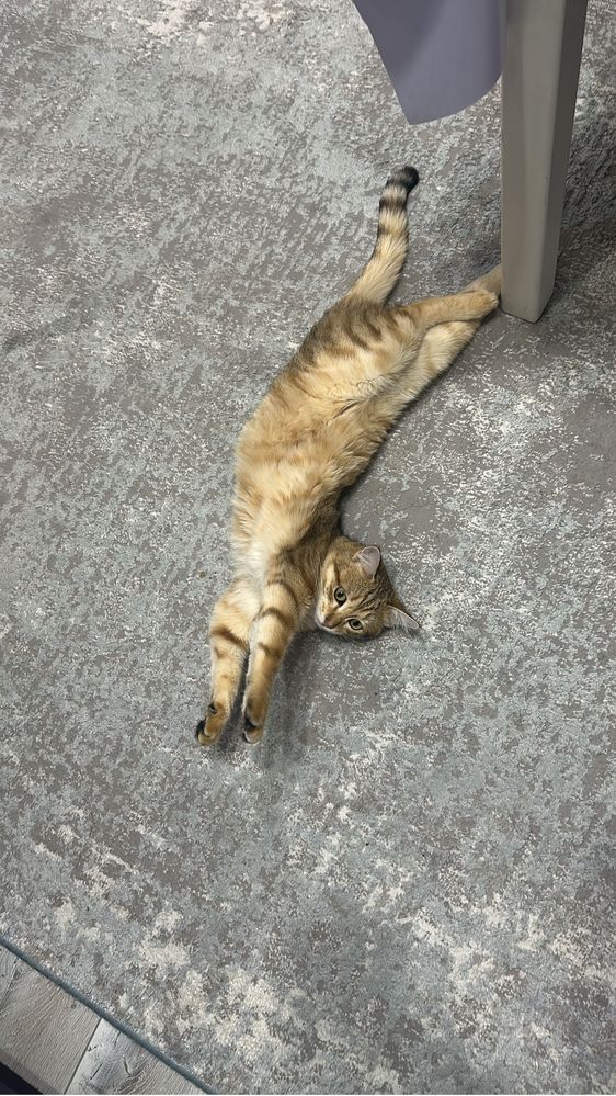Кот в добрые руки