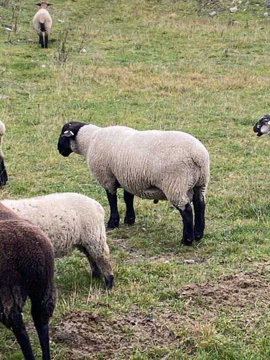 Mielute si oi de carne