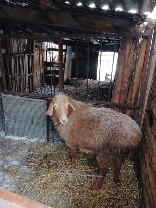 Продам овцу(ярка) упитанная, с. токуши
