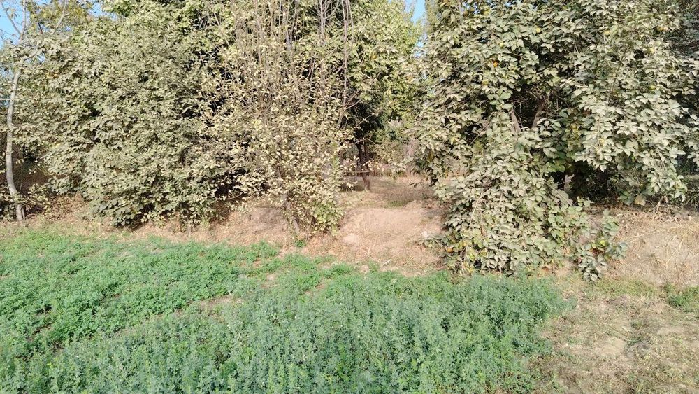 Yer asfalt yölni yuzida shaxarga yaqin suv zôr xosildor yer