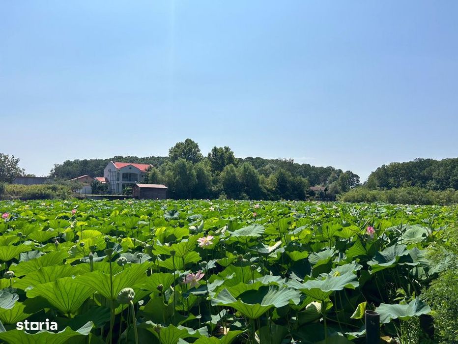 Teren de Vis pe malul lacului Snagov / 4000 mp in inima Naturii /40 m
