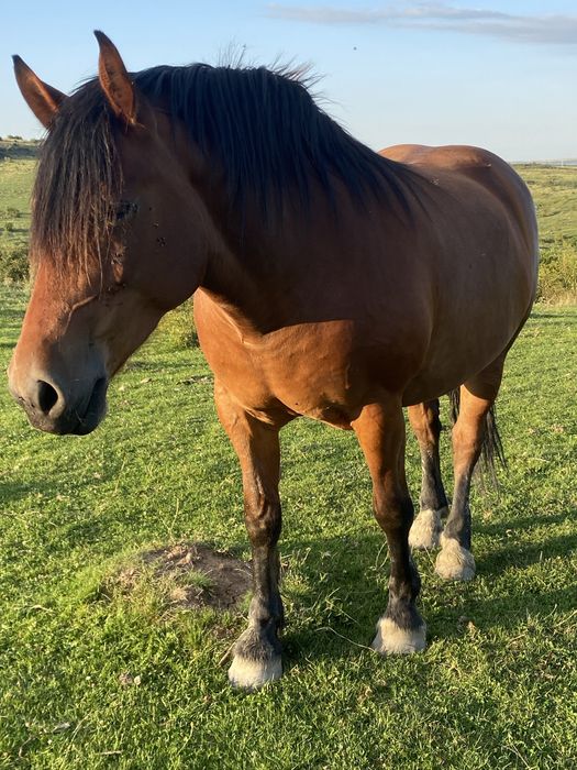 Vând manză de 4 ani