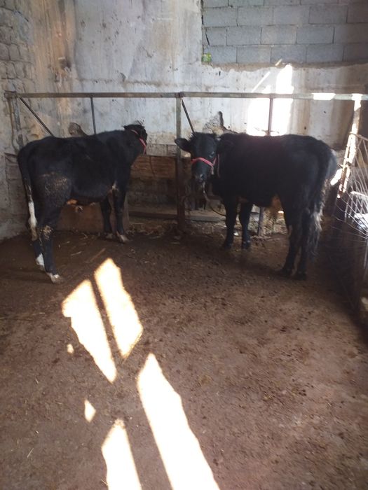 Mollar sotiladi 2 ta navosch 8 oylik