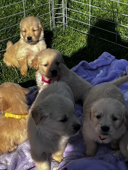 Чистокръвни голдън ретривър бебета,супер подарък за Коледа ,рожден ден