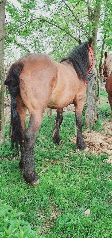 Vând 2 cai garantat de orce proba