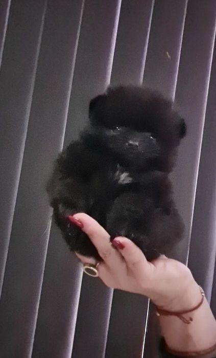 Померан мини мъжко и женско