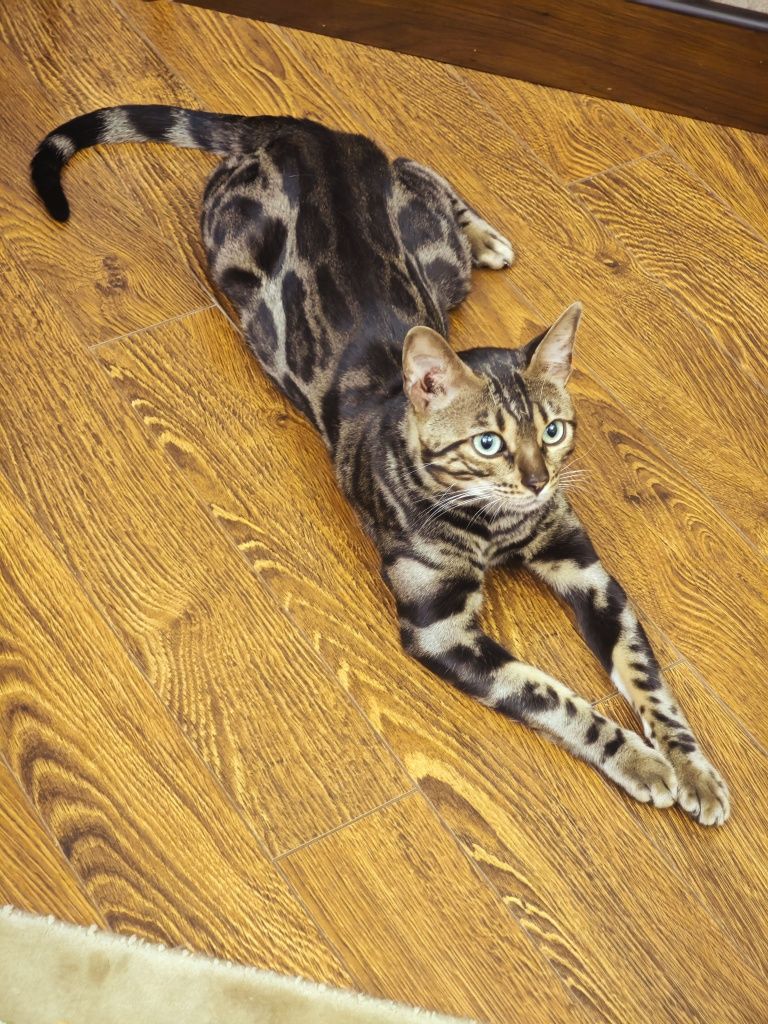 Bengal mushuk yoqolgan потерялся бенгальская кот
