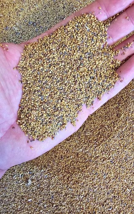 Vând sămânță de lucernă selectată