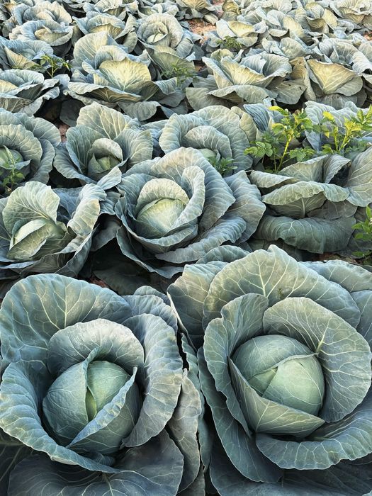 Varză proaspătă - productie proprie!