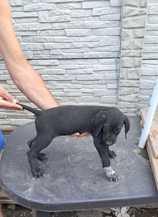 Brac german par scurt cu pedigree