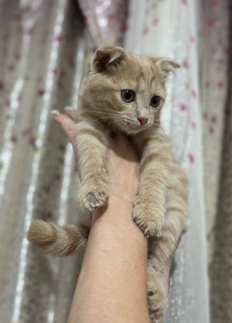 Отдадим в добрые руки