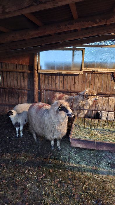 Vând 3 oi cu miei