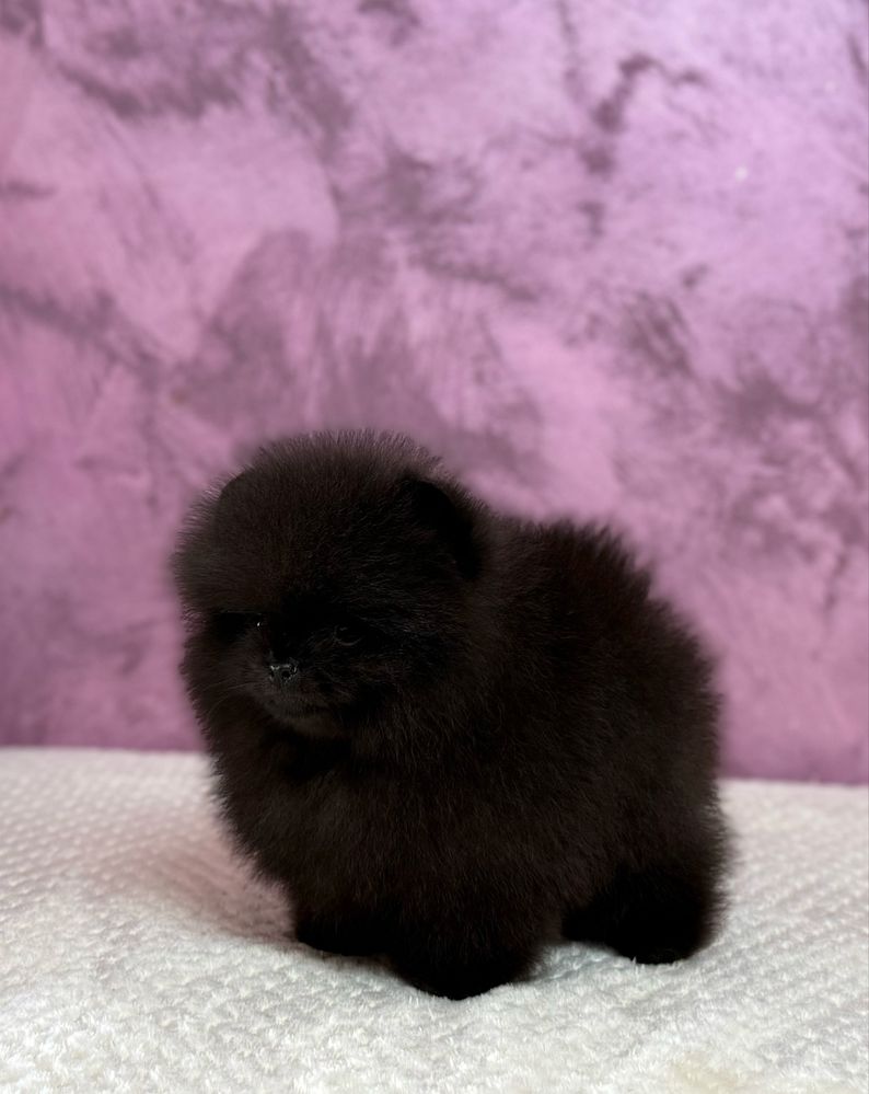 Pomeranian BLACK - cu pedigree!