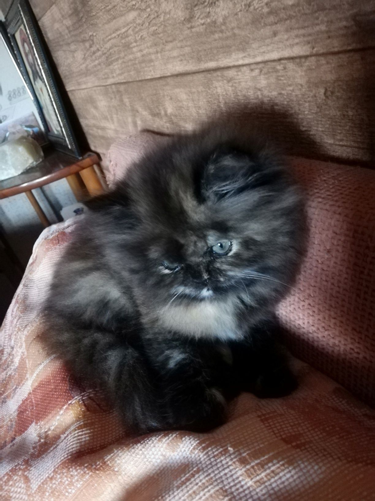 Персийски женски котенца