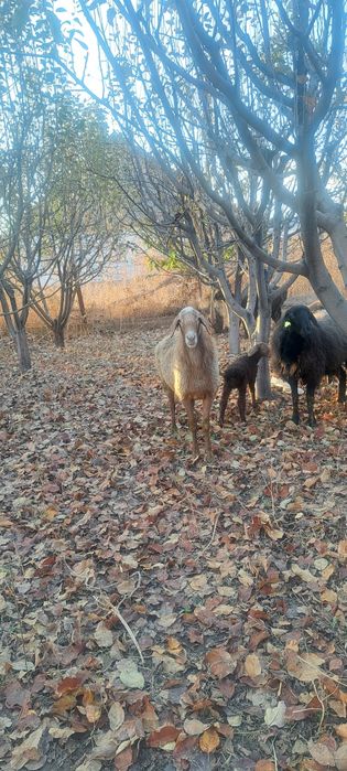 Овца с егненком кой