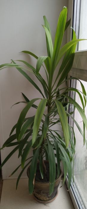 Продам домашнюю пальму