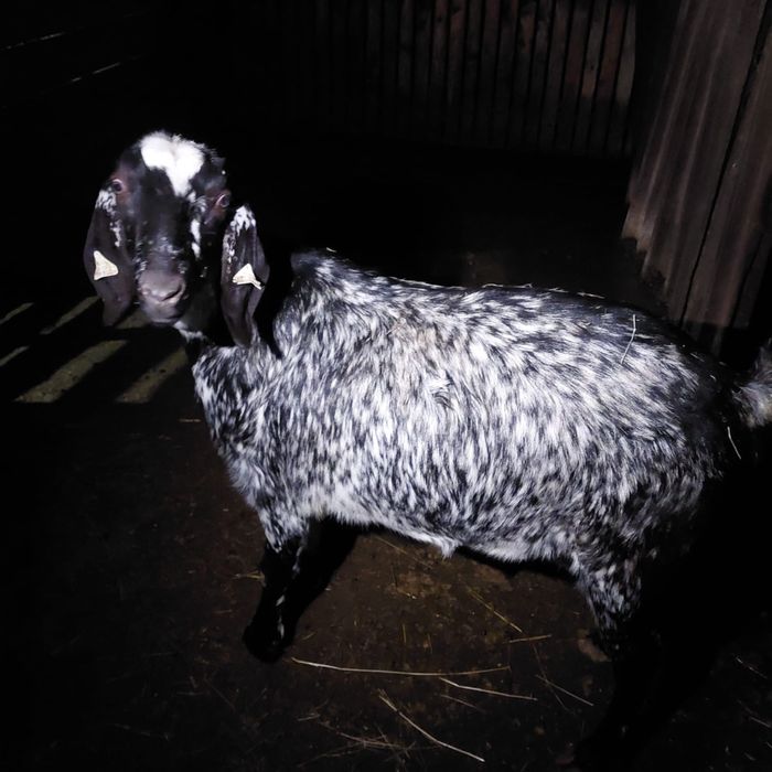 Vand capră Anglo nubian