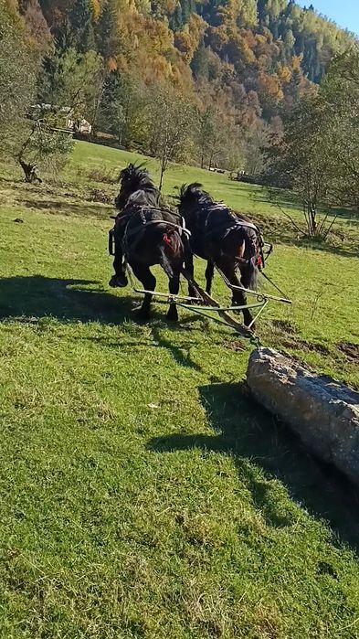 Vând mânz de doii anii