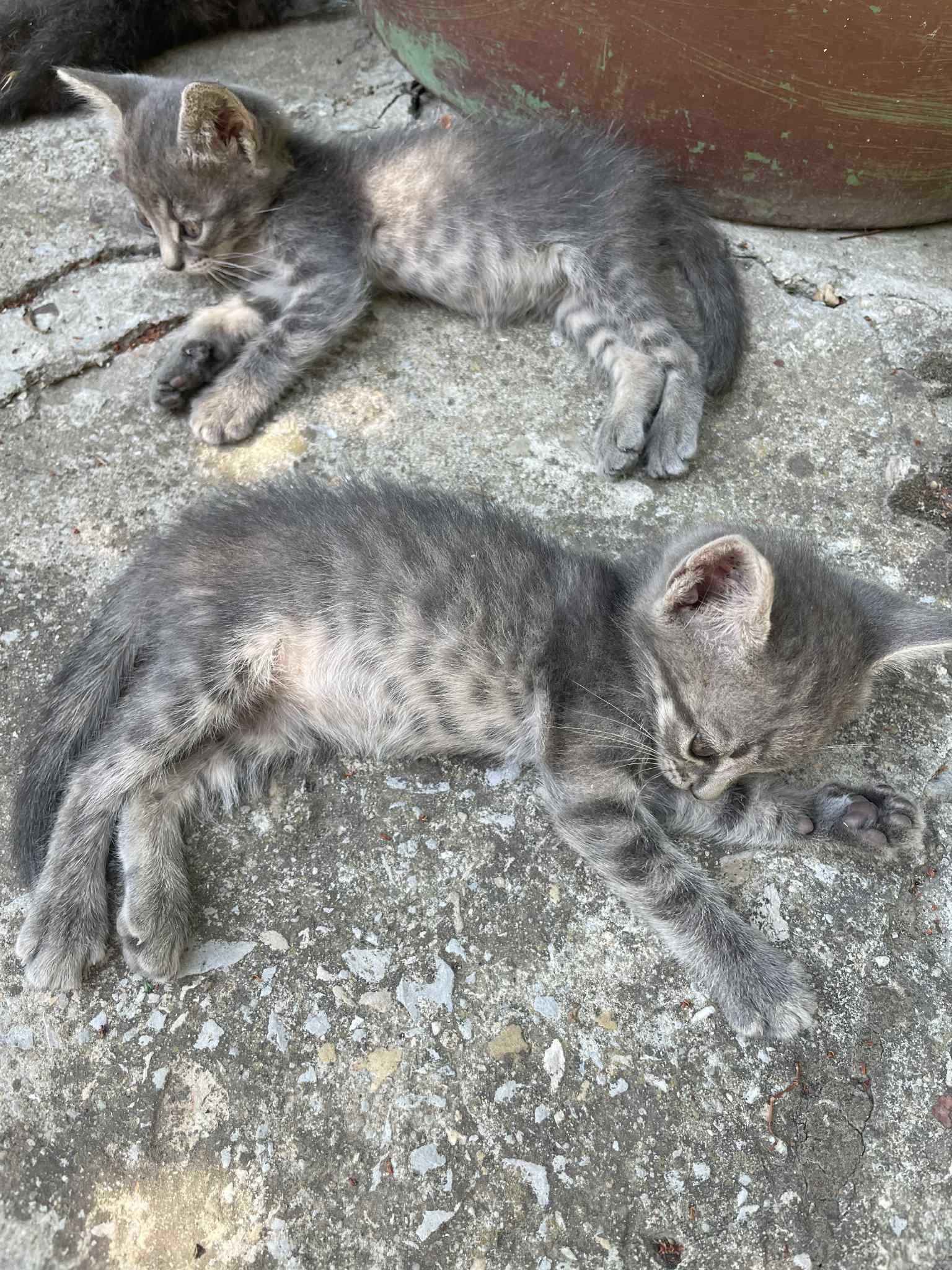 Подарявам 4 котенца
