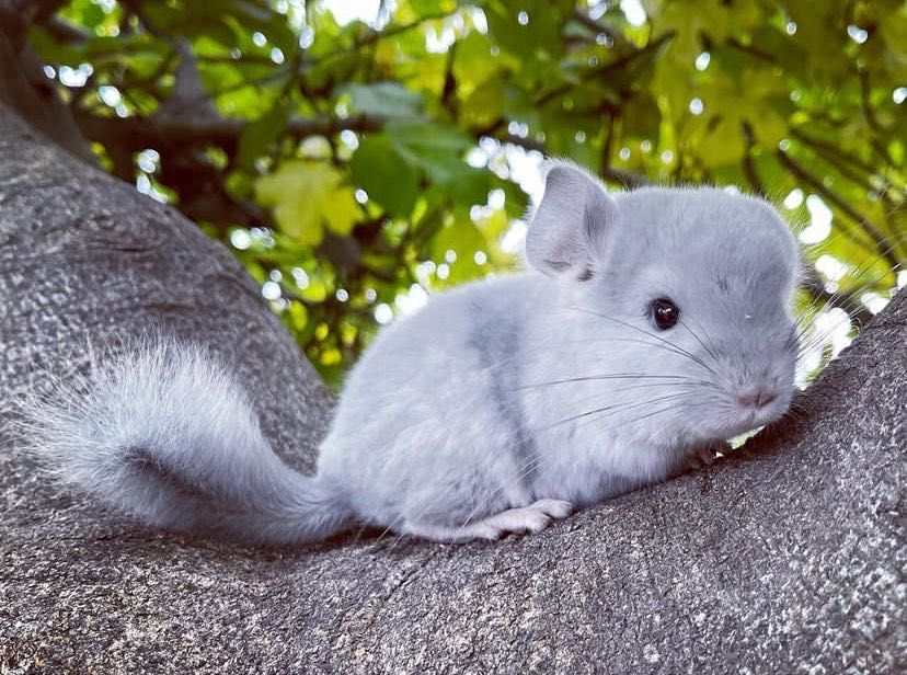 Pui de chinchilla cinchila sinsila cincila blue diamond