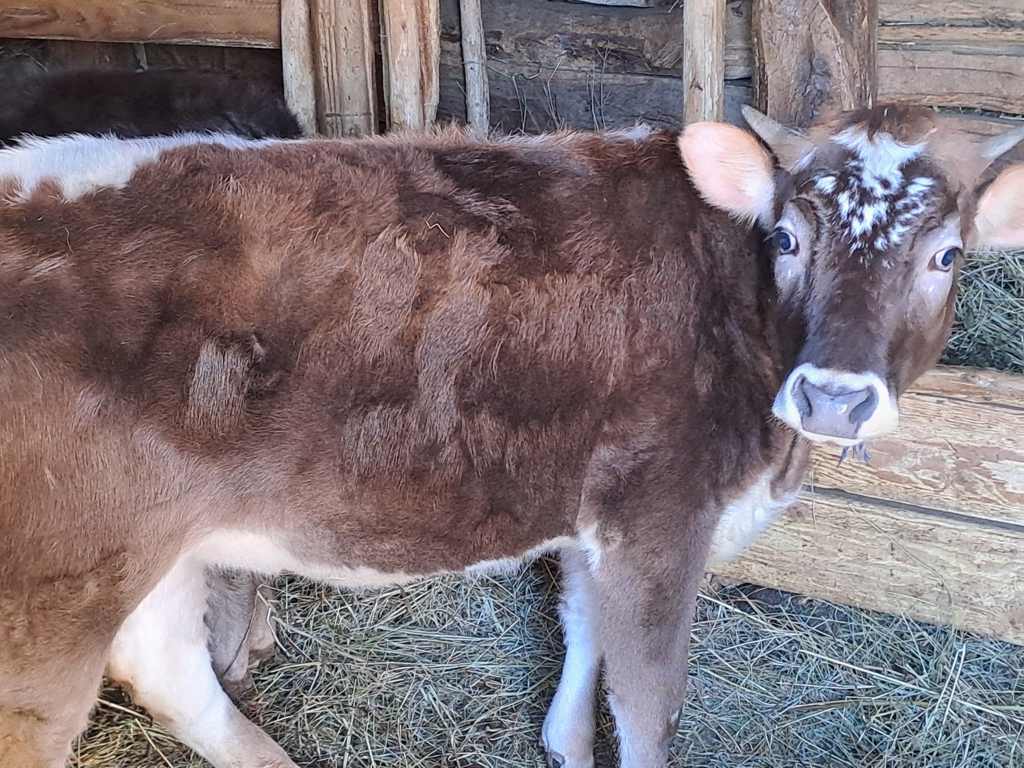 Vând 2 vițele,una bălțată și una neagră