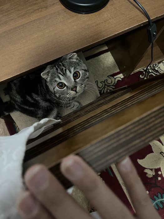 Вязка шотландского вислоухого кота